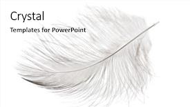  Presentation with white dove - Presentation theme enhanced with light feather isolated on white background and a white colored foreground