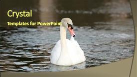  Presentation with simple design white - Colorful theme enhanced with light fidelity - beautiful white swans backdrop and a tawny brown colored foreground