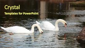  Presentation with white - Theme featuring light fidelity - beautiful white swans background and a tawny brown colored foreground