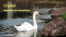  Presentation with white relativity theory - Cool new PPT theme with light fidelity - beautiful white swans backdrop and a tawny brown colored foreground