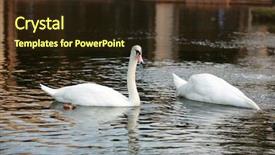 Presentation with white figure graphics - Slides enhanced with illustration of a parrot and a nest on a white background background and a light gray colored foreground