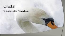  Presentation with swan ganz catheter - Amazing presentation theme having light fidelity - high-key portrait of a young backdrop and a white colored foreground