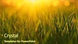  Presentation with soft focus abstract nature - PPT layouts with green grass background with sun background and a tawny brown colored foreground