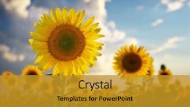  Presentation with nature countrysice - Presentation having sunflower portrait composition of nature background and a gold colored foreground