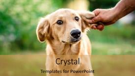  Presentation with homeless - Cool new theme with light fur homeless dog cowardly backdrop and a yellow colored foreground