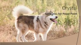  Presentation with gray - Theme featuring light-gray-and-white-alaskan background and a soft green colored foreground