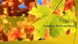  Presentation with green maple leaves - 