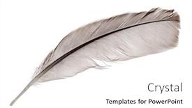  Presentation with feather - PPT layouts having light-grey-feather-isolated background and a  colored foreground