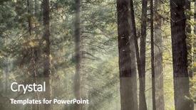  Presentation with light rays - Amazing slide set having light in a pine forest backdrop and a gray colored foreground