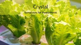  Presentation with hydroponic farm - Cool new PPT theme with light indoor farm agriculture technology backdrop and a yellow colored foreground