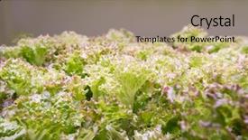  Presentation with hydroponic farm - Presentation consisting of light indoor farm agriculture technology background and a coral colored foreground