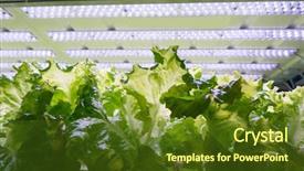 Presentation with hydroponic farm - Audience pleasing presentation theme consisting of light indoor farm agriculture technology backdrop and a tawny brown colored foreground
