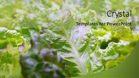  Presentation with technology aquaculture hydroponic vegetable - Amazing presentation theme having light indoor farm agriculture technology backdrop and a mint green colored foreground