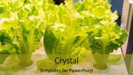  Presentation with hydroponic farm - Cool new PPT theme with light indoor farm agriculture technology backdrop and a gold colored foreground