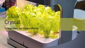  Presentation with vegetable farm - Audience pleasing theme consisting of light indoor farm agriculture technology backdrop and a gold colored foreground