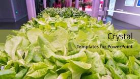  Presentation with technology aquaculture hydroponic vegetable - Amazing presentation design having light indoor farm agriculture technology backdrop and a yellow colored foreground
