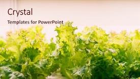  Presentation with hydroponic farm - Beautiful theme featuring light indoor farm agriculture technology backdrop and a lemonade colored foreground