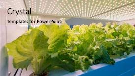  Presentation with led light - PPT theme featuring light indoor farm agriculture technology background and a soft green colored foreground