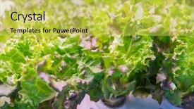  Presentation with hydroponic farm - PPT theme featuring light indoor farm agriculture technology background and a yellow colored foreground