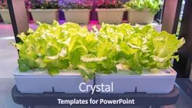  Presentation with technology aquaculture hydroponic vegetable - Cool new PPT layouts with light indoor farm agriculture technology backdrop and a ocean colored foreground