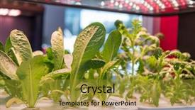 Presentation with technology aquaculture hydroponic vegetable - Slide set consisting of light indoor farm agriculture technology background and a gold colored foreground