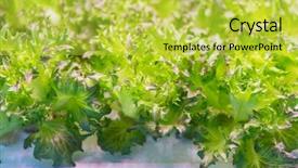  Presentation with hydroponic farm - Beautiful slide deck featuring light indoor farm agriculture technology backdrop and a yellow colored foreground