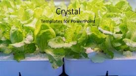  Presentation with vegetable farm - Colorful slide set enhanced with light indoor farm agriculture technology backdrop and a yellow colored foreground