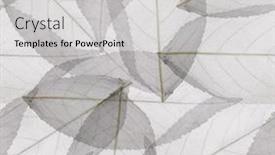  Presentation with skeletons - Presentation consisting of light leaves skeletons seamless background background and a light gray colored foreground