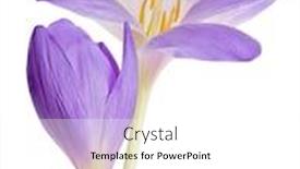  Presentation with lilac flower - Beautiful presentation design featuring light lilac crocus flower isolated on white background backdrop and a white colored foreground