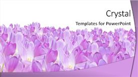  Presentation with white flowers - Audience pleasing presentation design consisting of light lilac crocus flowers isolated backdrop and a white colored foreground