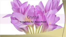  Presentation with white flowers - PPT layouts having light-lilac-crocus-flowers-isolated background and a lilac colored foreground