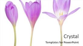  Presentation with white flowers - Presentation theme having light lilac crocus flowers isolated background and a white colored foreground