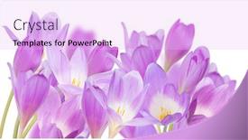  Presentation with blooming flower animated crocus - Audience pleasing slide set consisting of light lilac crocus flowers isolated on white background backdrop and a lavender colored foreground