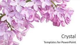  Presentation with flower corner - Slide deck featuring light lilac flower corner isolated background and a white colored foreground