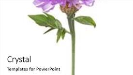  Presentation with lilac flower - Amazing PPT theme having light lilac flower isolated on white background persian cornflower backdrop and a white colored foreground