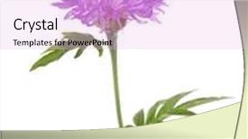  Presentation with lilac flower - Slides featuring light lilac flower isolated on white background persian cornflower background and a lavender colored foreground