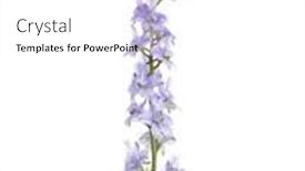  Presentation with lilac flower - Beautiful theme featuring light-lilac-flower-of-delphinium backdrop and a white colored foreground