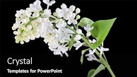  Presentation with black light - Beautiful PPT theme featuring light lilac flowers isolated on black background backdrop and a black colored foreground