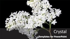  Presentation with black light - Amazing presentation having light-lilac-flowers-isolated backdrop and a dark gray colored foreground