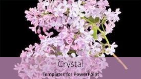  Presentation with black light - PPT layouts having light-lilac-flowers-isolated background and a soft green colored foreground