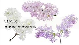  Presentation with white flowers - Amazing PPT layouts having light-lilac-flowers-isolated backdrop and a sky blue colored foreground