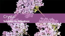  Presentation with black light - Colorful presentation design enhanced with light-lilac-flowers-isolated backdrop and a coral colored foreground