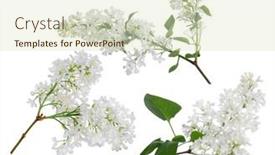  Presentation with white flowers - Slide set featuring light-lilac-flowers-isolated background and a soft green colored foreground