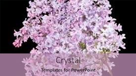  Presentation with black light - Theme consisting of light-lilac-flowers-isolated background and a soft green colored foreground