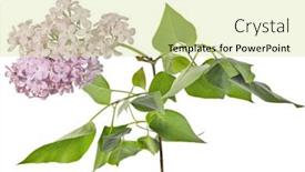  Presentation with white flowers - Presentation enhanced with light-lilac-flowers-isolated background and a soft green colored foreground