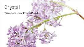  Presentation with white flowers - Slide deck consisting of light-lilac-flowers-isolated background and a white colored foreground
