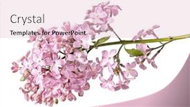  Presentation with white flowers - Slide set featuring light-lilac-flowers-isolated background and a lemonade colored foreground