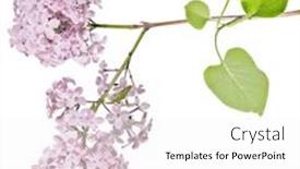  Presentation with white flowers - Presentation having light-lilac-flowers-isolated background and a white colored foreground