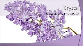  Presentation with white flowers - Slide set featuring light-lilac-flowers-isolated background and a light blue colored foreground