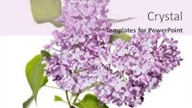  Presentation with white flowers - Presentation consisting of light-lilac-flowers-isolated background and a lavender colored foreground